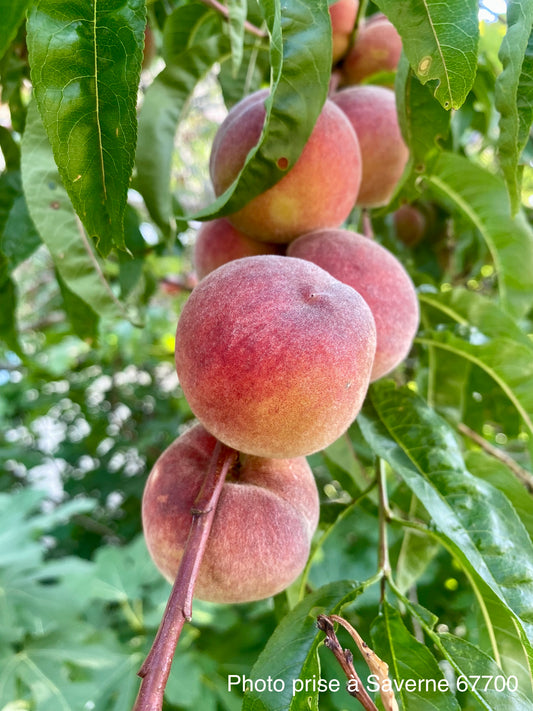 Pêcher de vigne