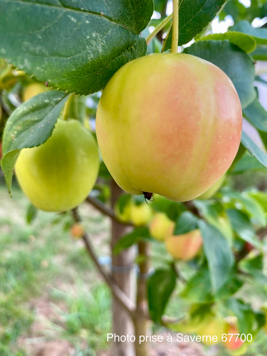 Pommier du Kazakhstan (Malus sieversii)