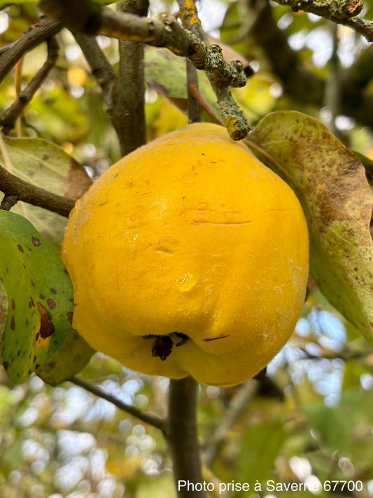 Cognassier "Aromatnaya" (Cydonia oblonga "Aromatnaya")