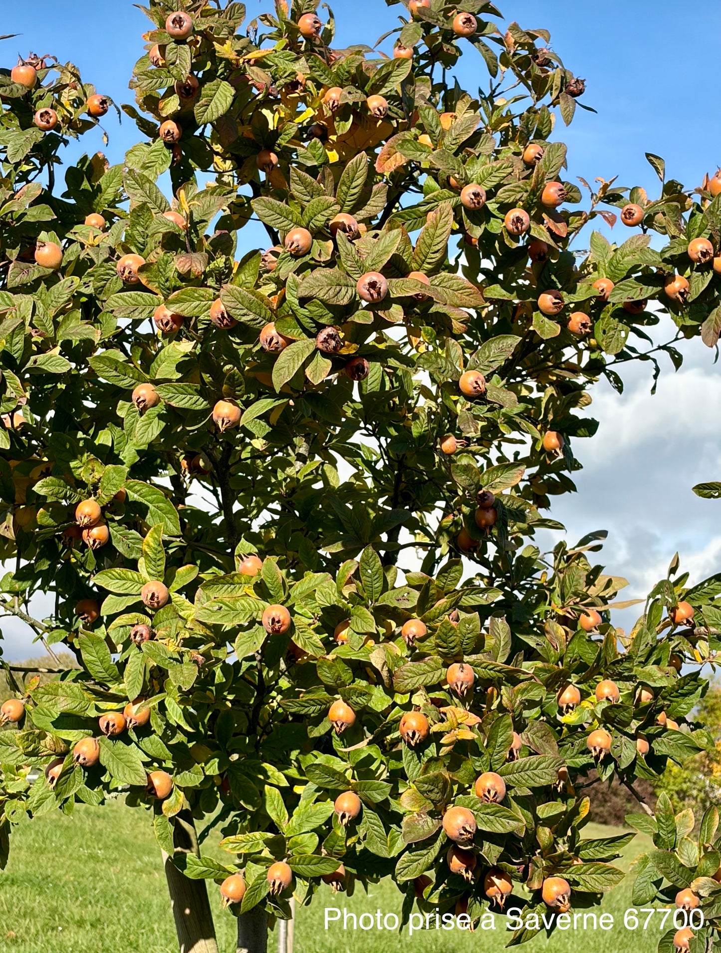 Néflier d’Allemagne (Mespilus germanica)