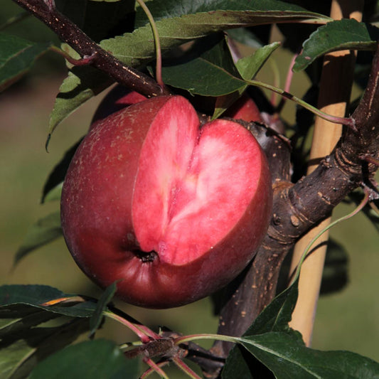 Pommier Red Merylinn