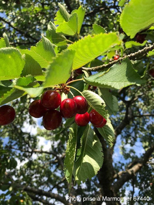 Cerisier "Bigarreau Burlat" (rouge)
