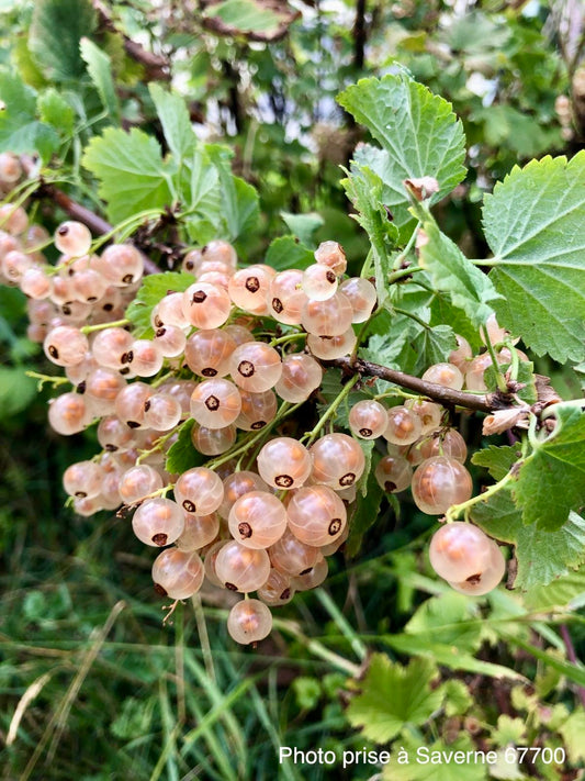 Groseillier à grappes "Versaillaise blanche" (Ribes rubrum)