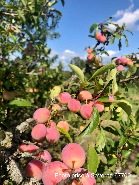 Mirabellier "Mirabelle de Nancy"