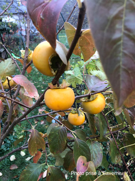 Diospyros kaki "Chocolatino" (ou "Cioccolatino")